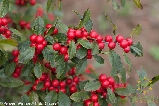 Little Goblin Red Winterberry Holly