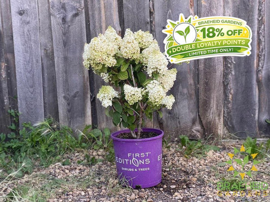 Little Hottie™ Hydrangea