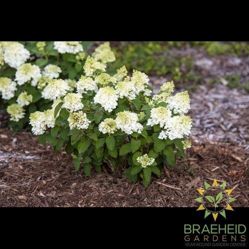 Little Hottie™ Hydrangea