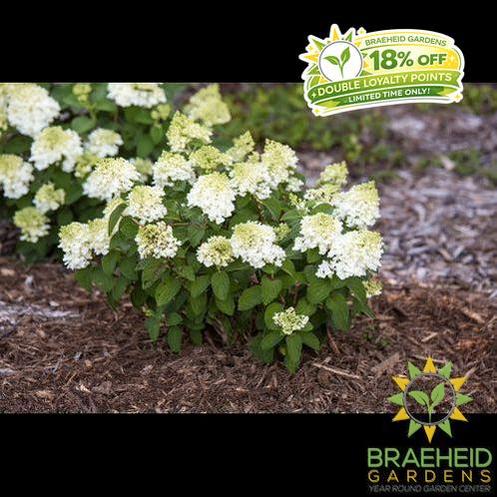 Little Hottie™ Hydrangea