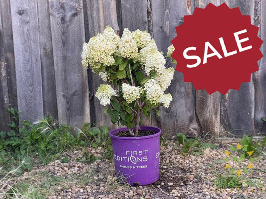 Little Hottie™ Hydrangea