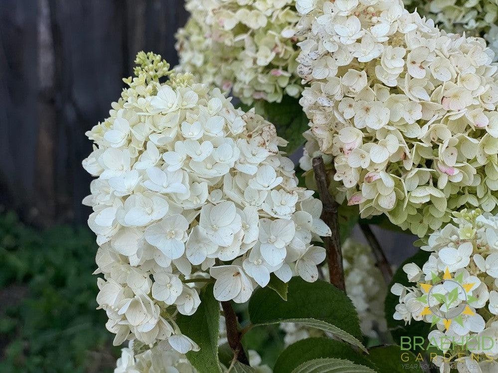 Little Hottie™ Hydrangea