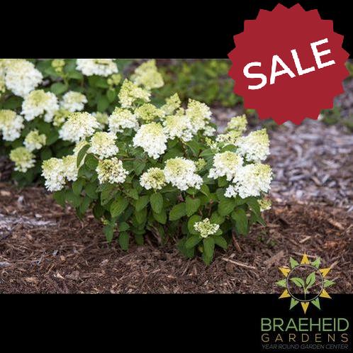 Little Hottie™ Hydrangea