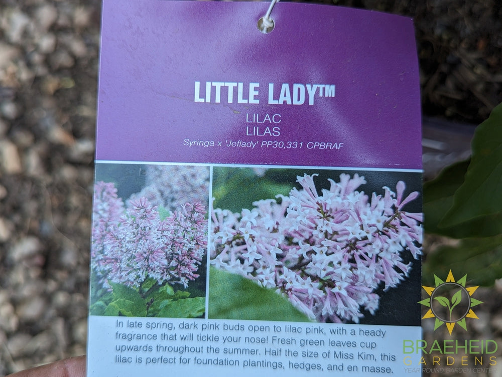 Little Lady Lilac