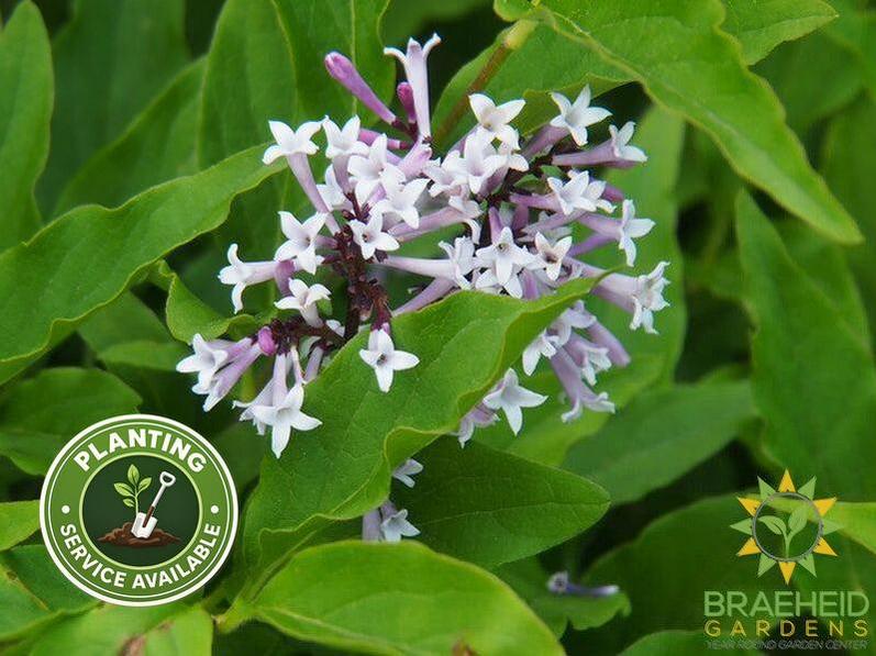 Little Lady Lilac