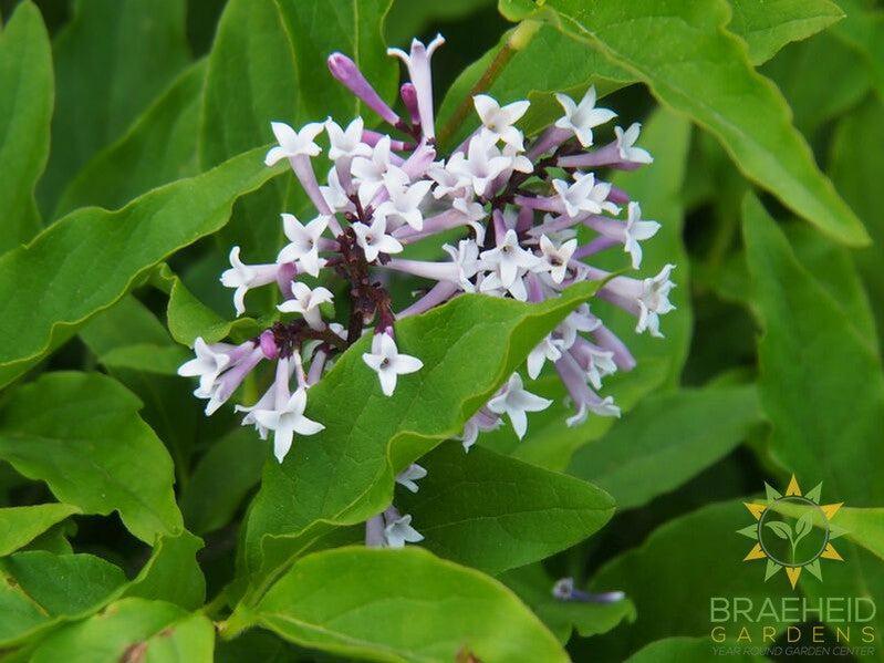 Little Lady Lilac