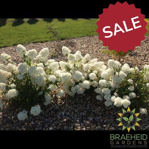 Little Lamb Hydrangea