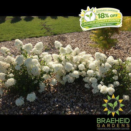 Little Lamb Hydrangea