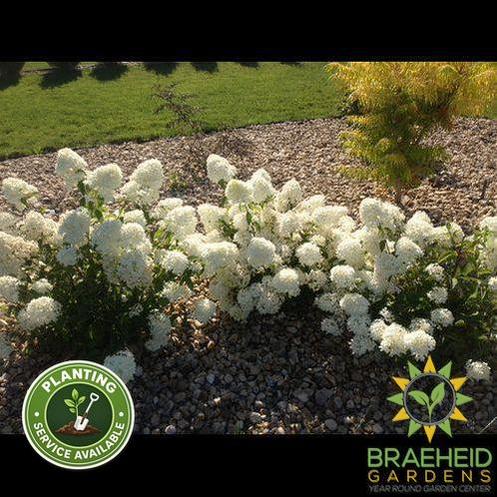 Little Lamb Hydrangea