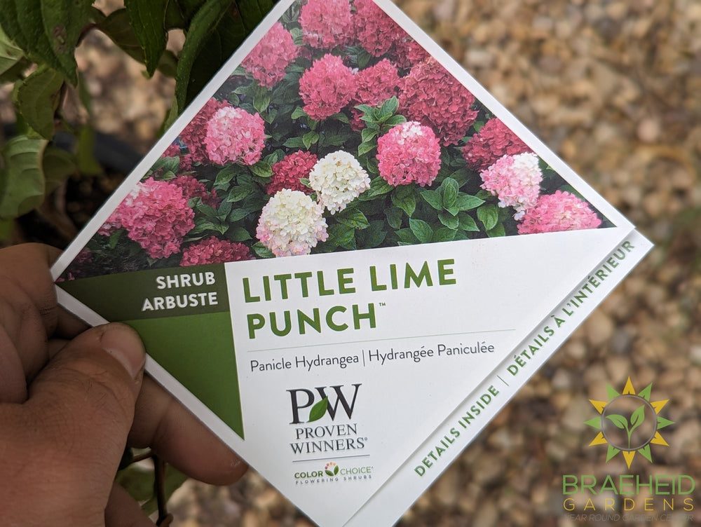 Little Lime Punch Hydrangea