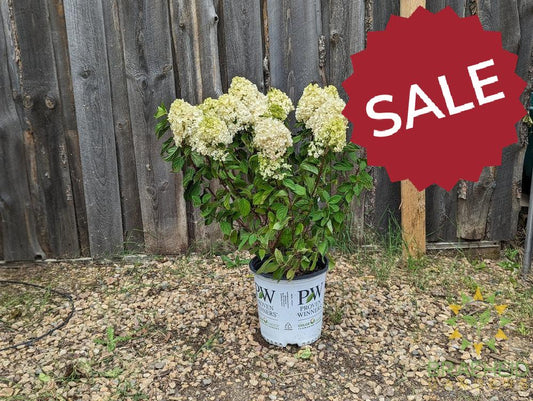 Little Lime Punch Hydrangea