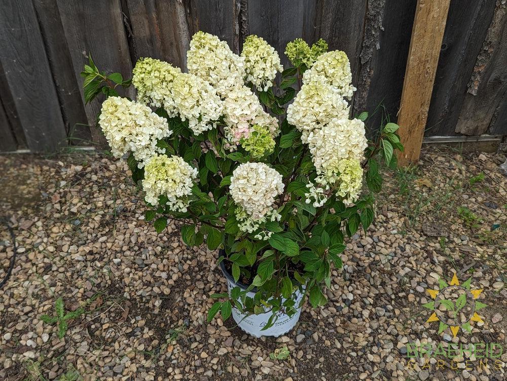 Little Lime Punch Hydrangea