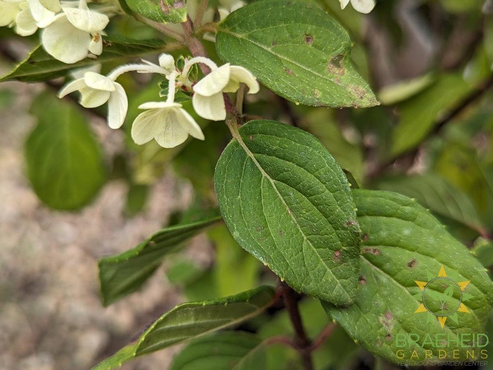 Little Lime Punch Hydrangea