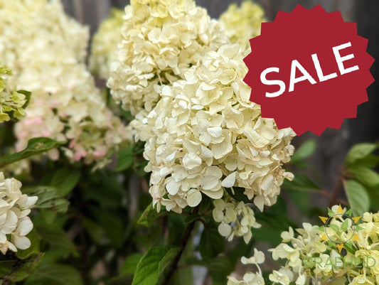 Little Lime Punch Hydrangea