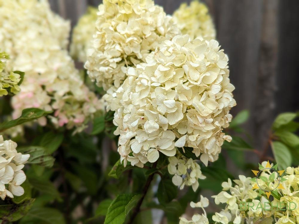 Little Lime Punch Hydrangea