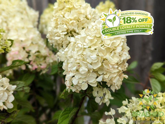 Little Lime Punch Hydrangea