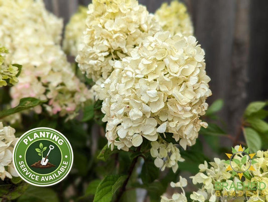 Little Lime Punch Hydrangea