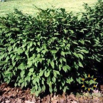 Little Moses® Burning Bush