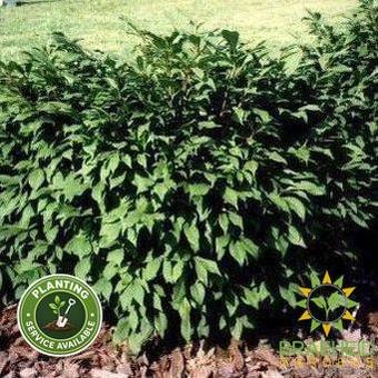 Little Moses® Burning Bush