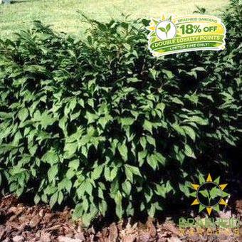 Little Moses® Burning Bush