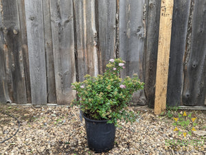 Little Princess Spirea