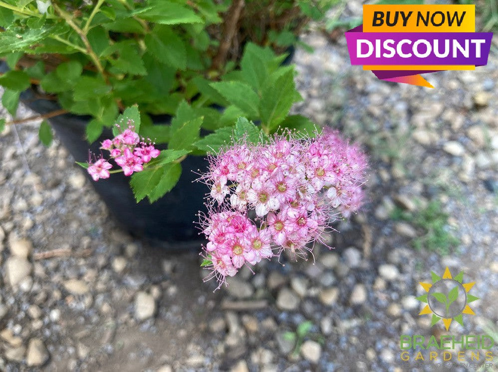 Little Princess Spirea