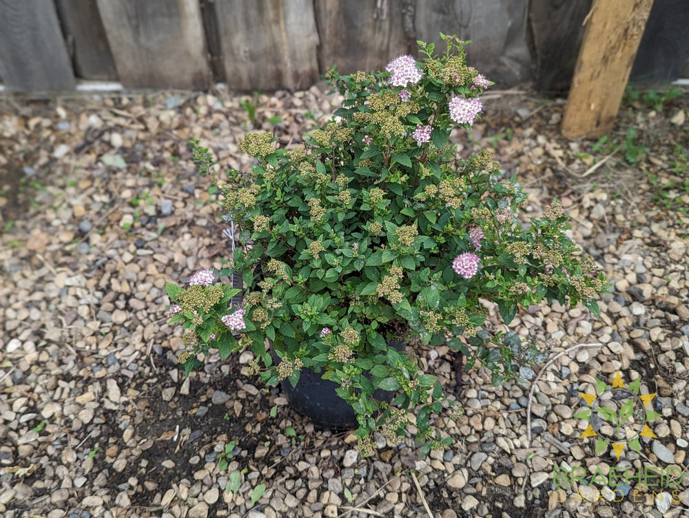 Little Princess Spirea