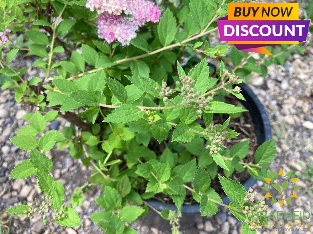 Little Princess Spirea