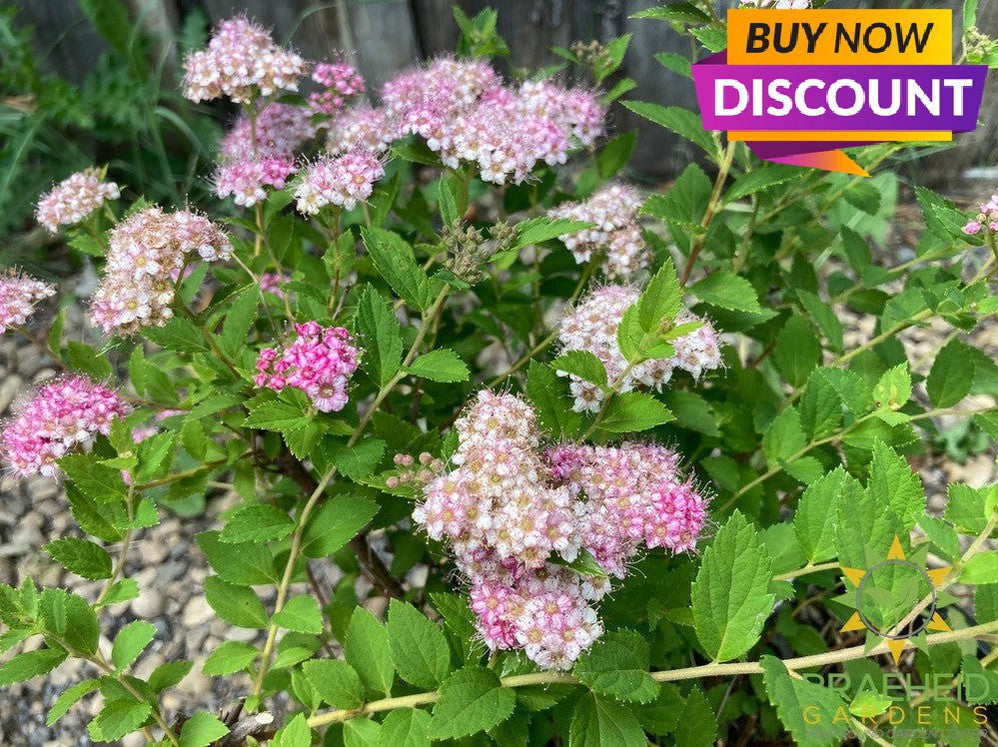 Little Princess Spirea