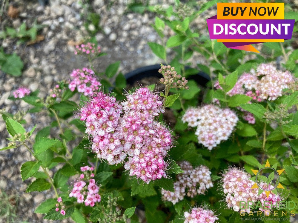 Little Princess Spirea