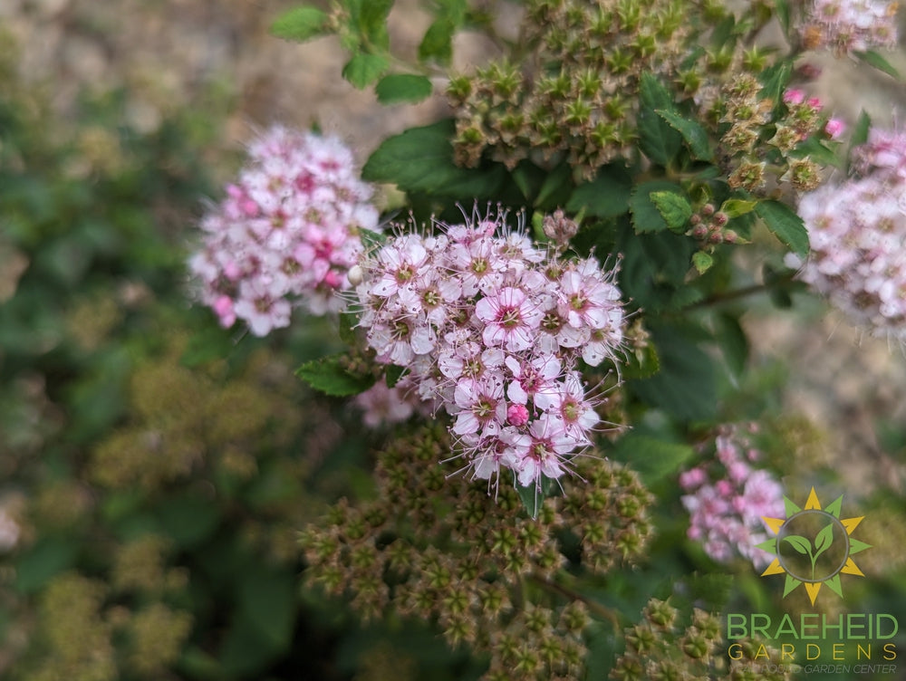 Little Princess Spirea