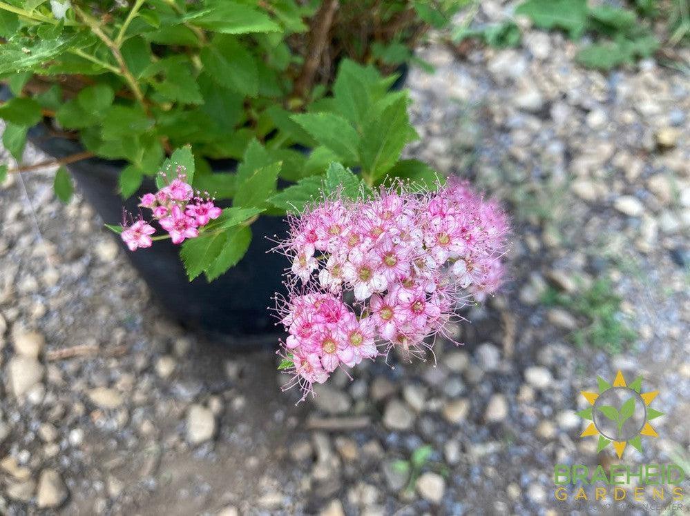 Little Princess Spirea