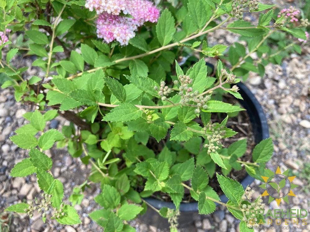 Little Princess Spirea