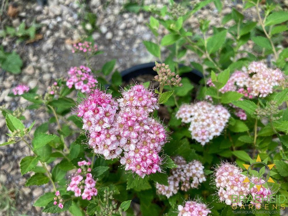 Little Princess Spirea