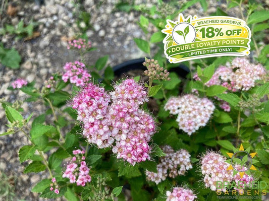 Little Princess Spirea