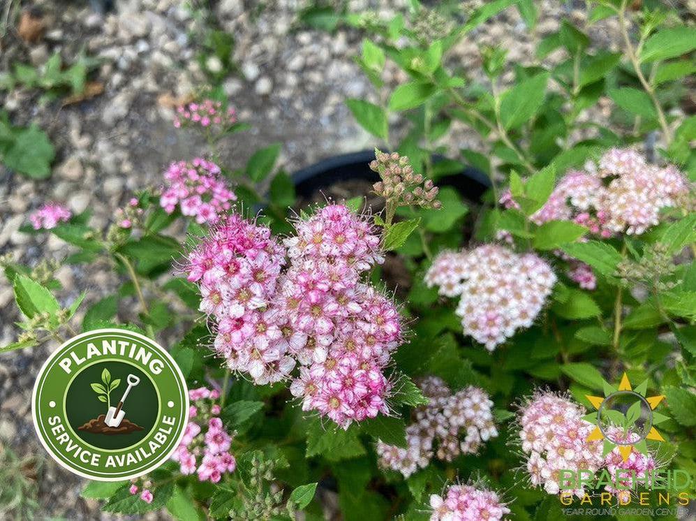 Little Princess Spirea