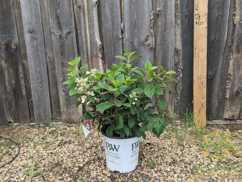 Little Quick Fire® Hydrangea