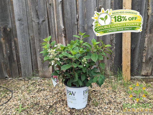 Little Quick Fire® Hydrangea