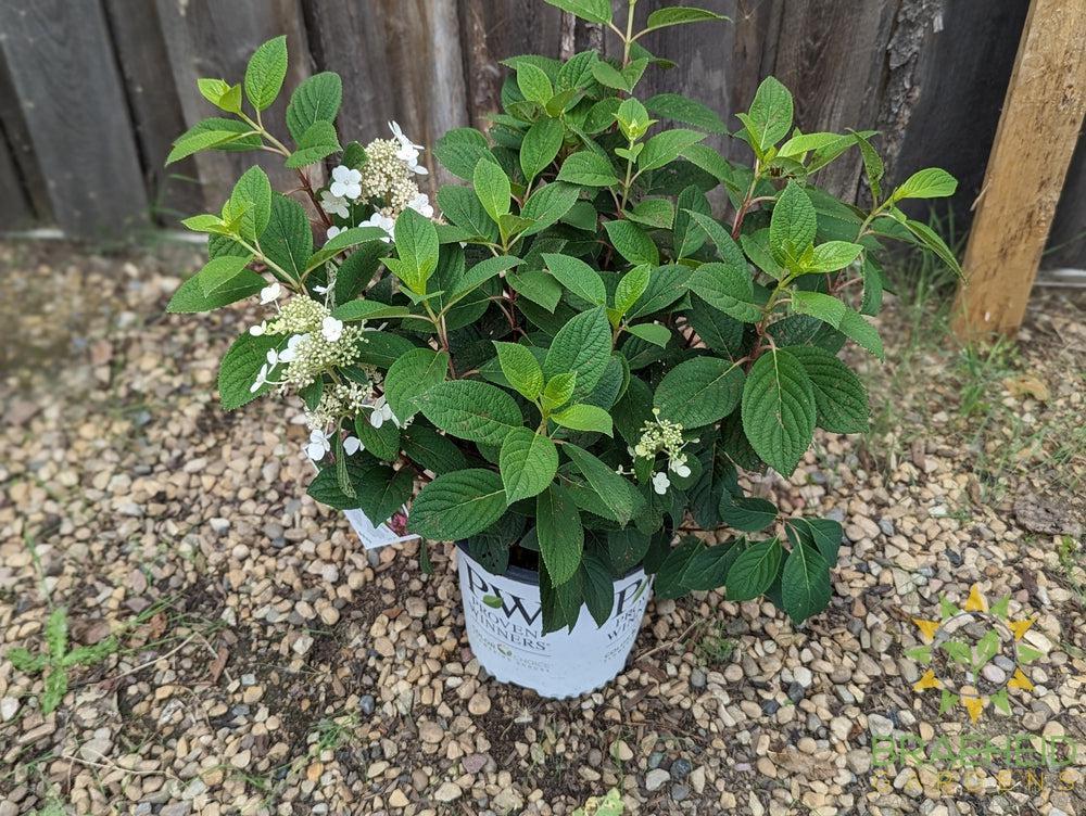 Little Quick Fire® Hydrangea