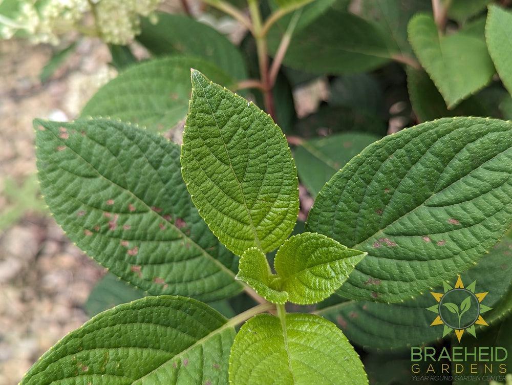 Little Quick Fire® Hydrangea