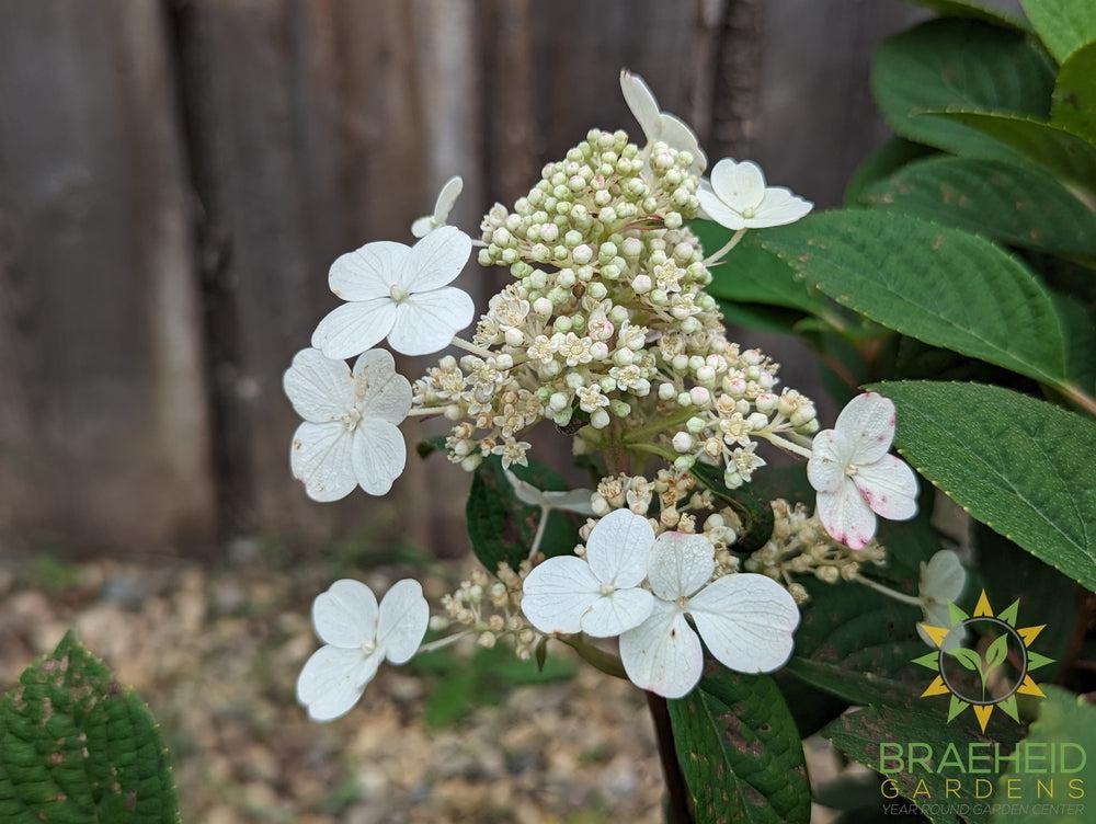 Little Quick Fire® Hydrangea