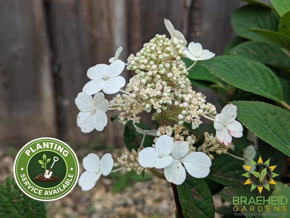 Little Quick Fire® Hydrangea