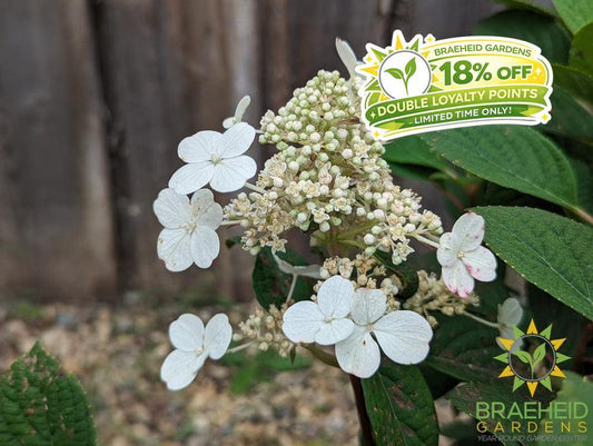 Little Quick Fire® Hydrangea