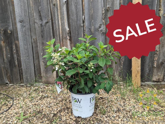 Little Quick Fire® Hydrangea