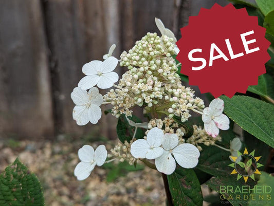 Little Quick Fire® Hydrangea