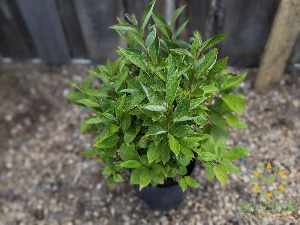 Little Rebel® Dogwood