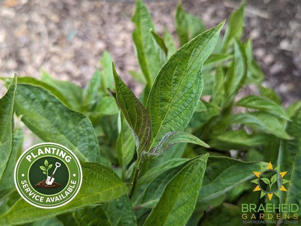 Little Rebel® Dogwood