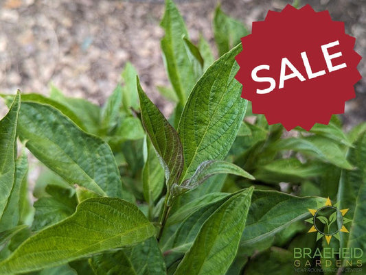 Little Rebel® Dogwood