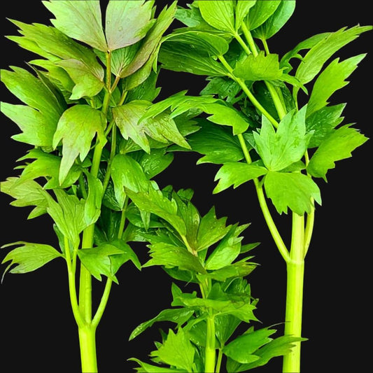 Lovage