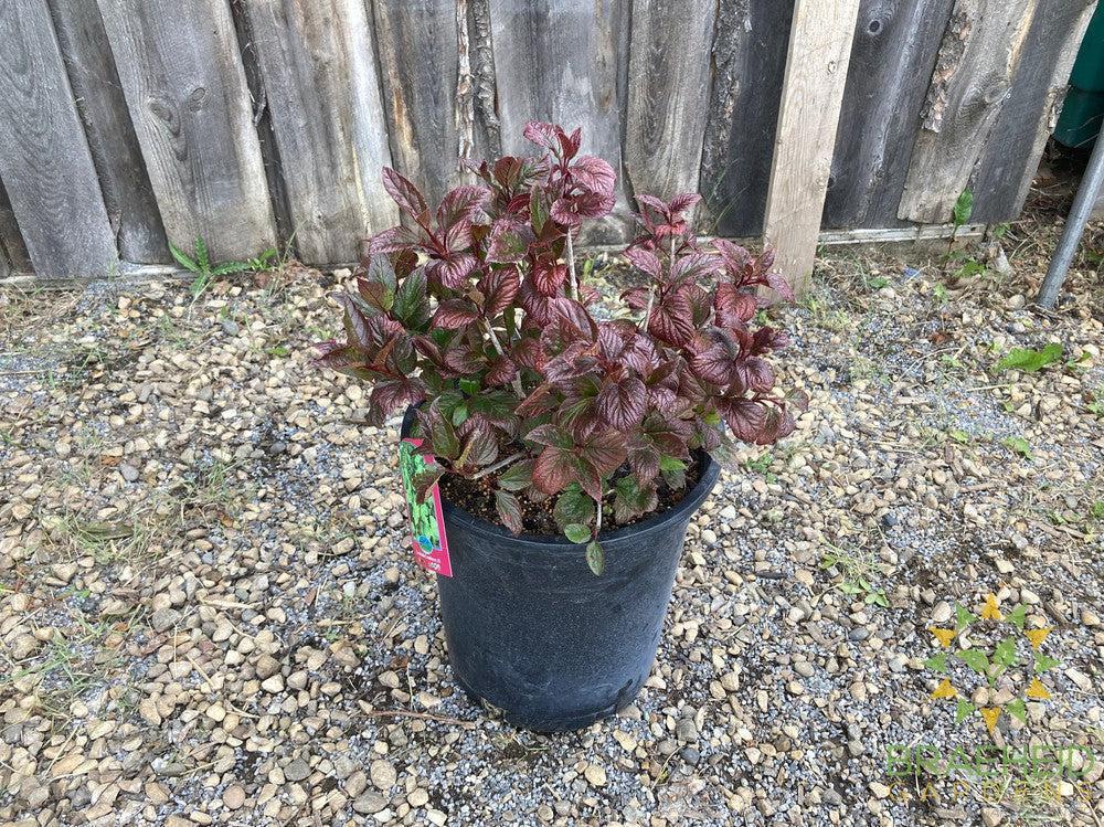Lowbush Cranberry
